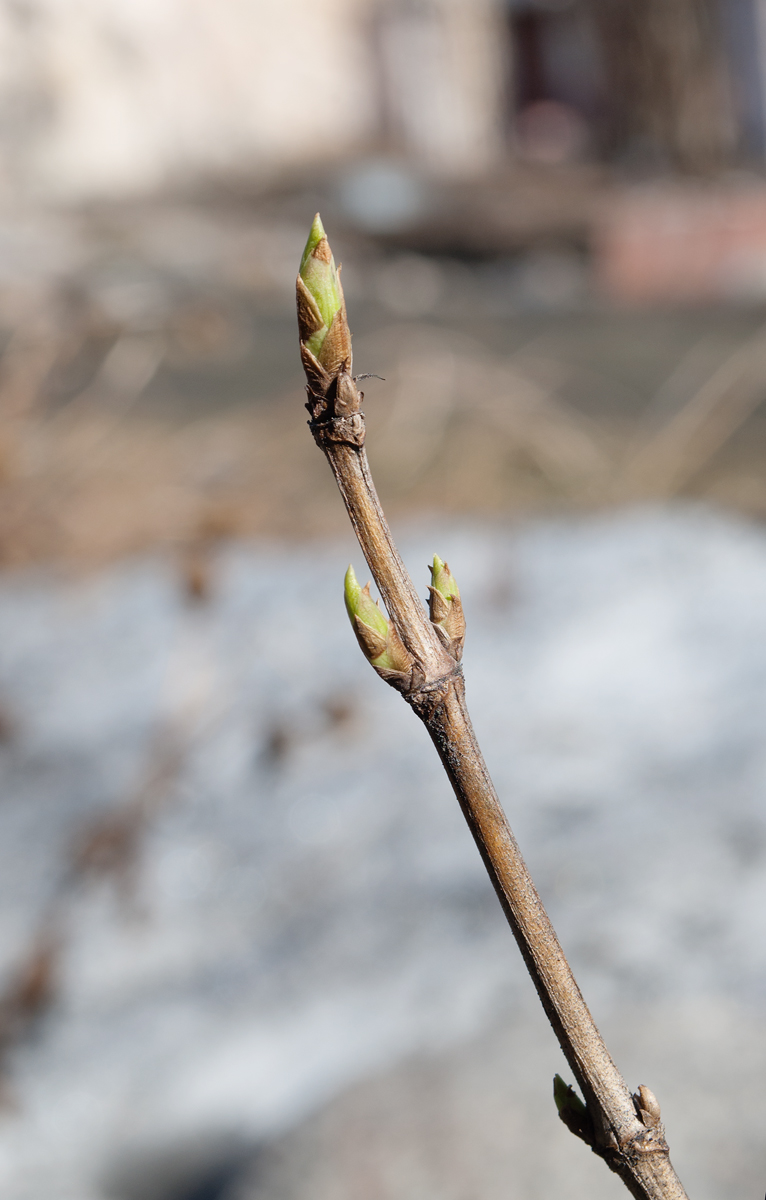 Изображение особи Lonicera alpigena.