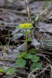 Chrysosplenium alternifolium. Цветущее растение. Свердловская обл., окр. г. Заречный, Черемшанское болото. 01.05.2016.