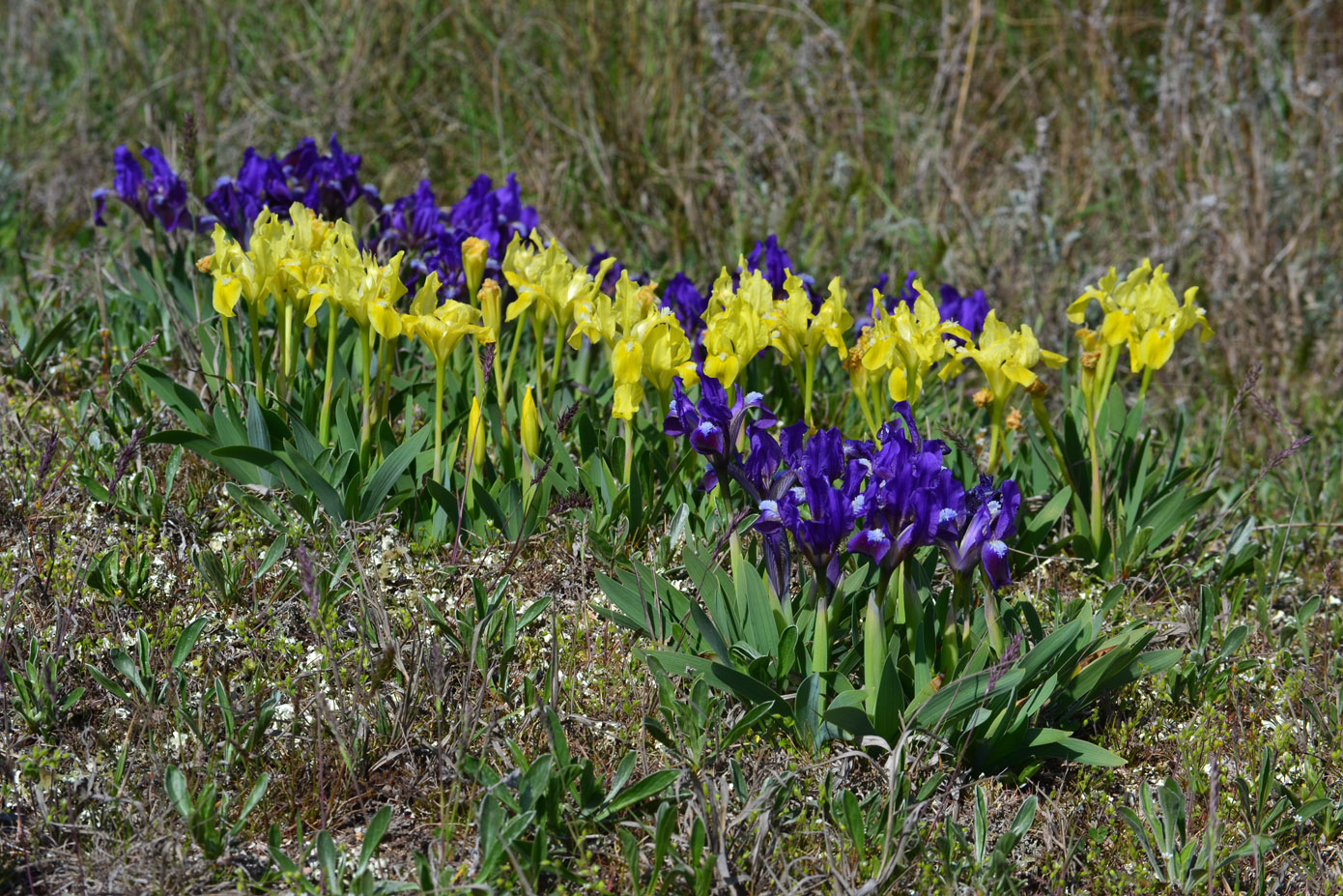 Изображение особи Iris pumila.