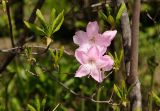 Rhododendron schlippenbachii