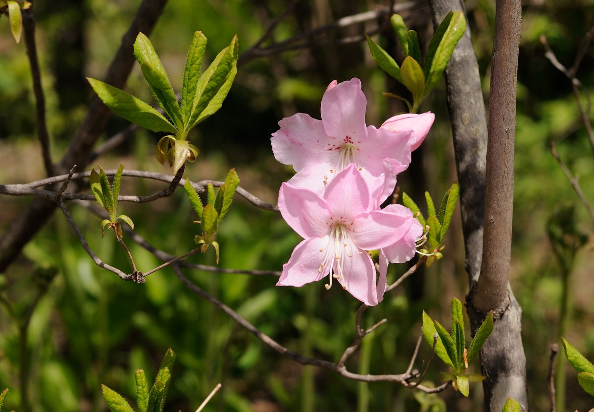 Image of Rhododendron schlippenbachii specimen.