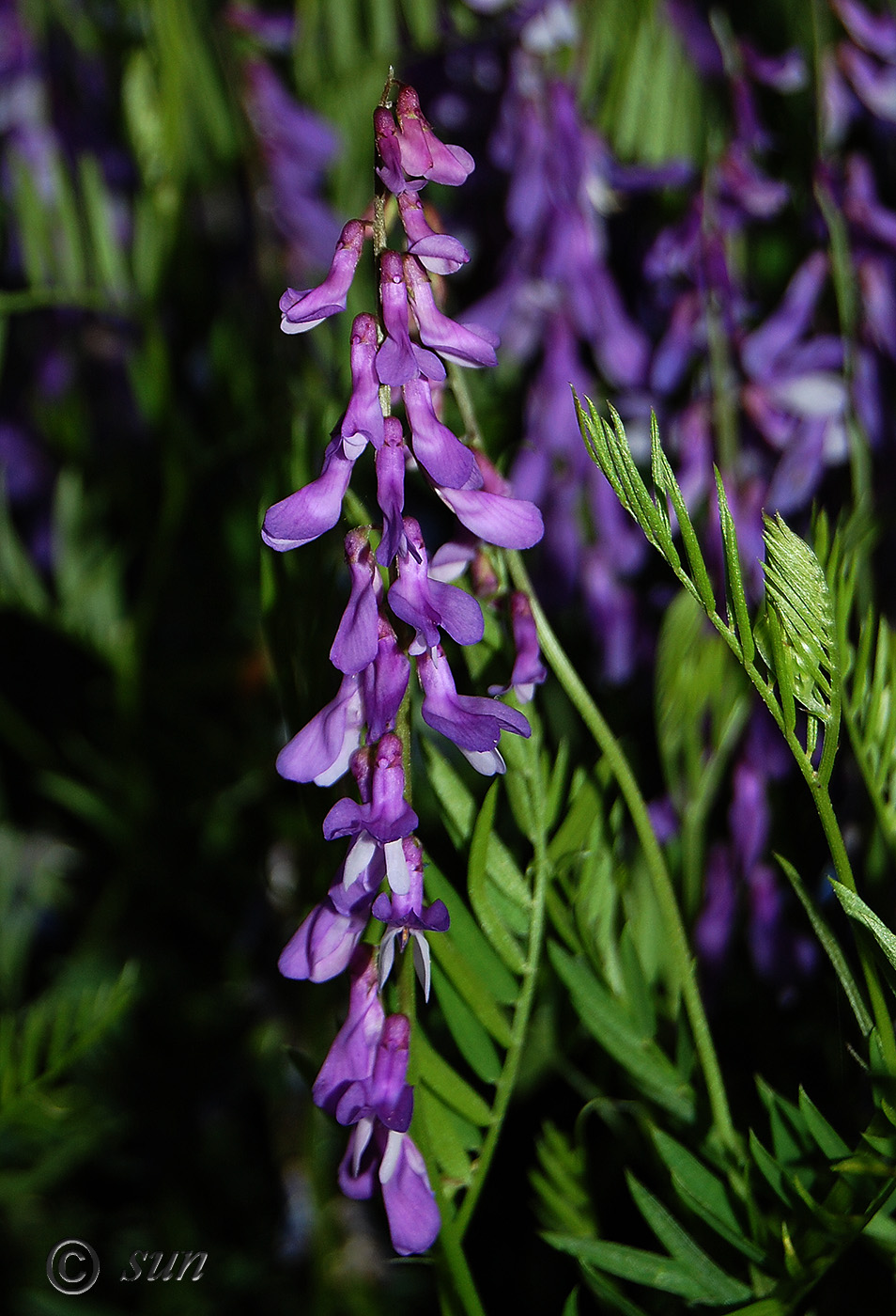 Image of Vicia tenuifolia specimen.