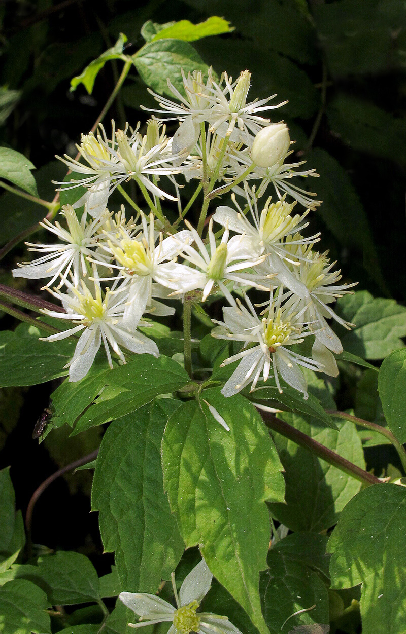 Изображение особи Clematis brevicaudata.