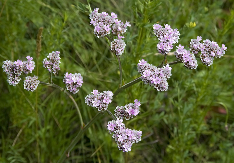 Изображение особи Goniolimon speciosum.