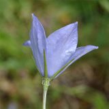 Campanula beauverdiana