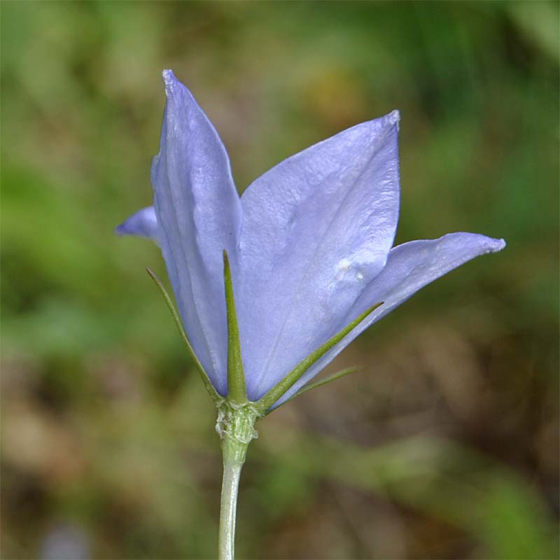 Image of Campanula beauverdiana specimen.