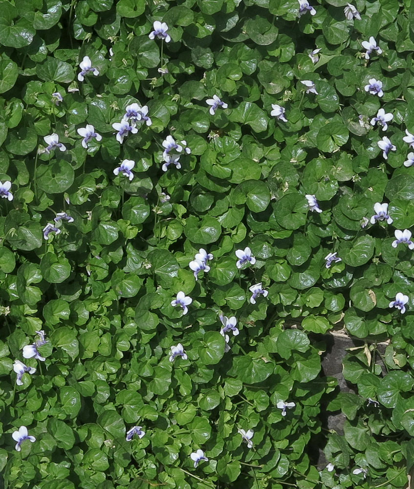 Изображение особи Viola hederacea.