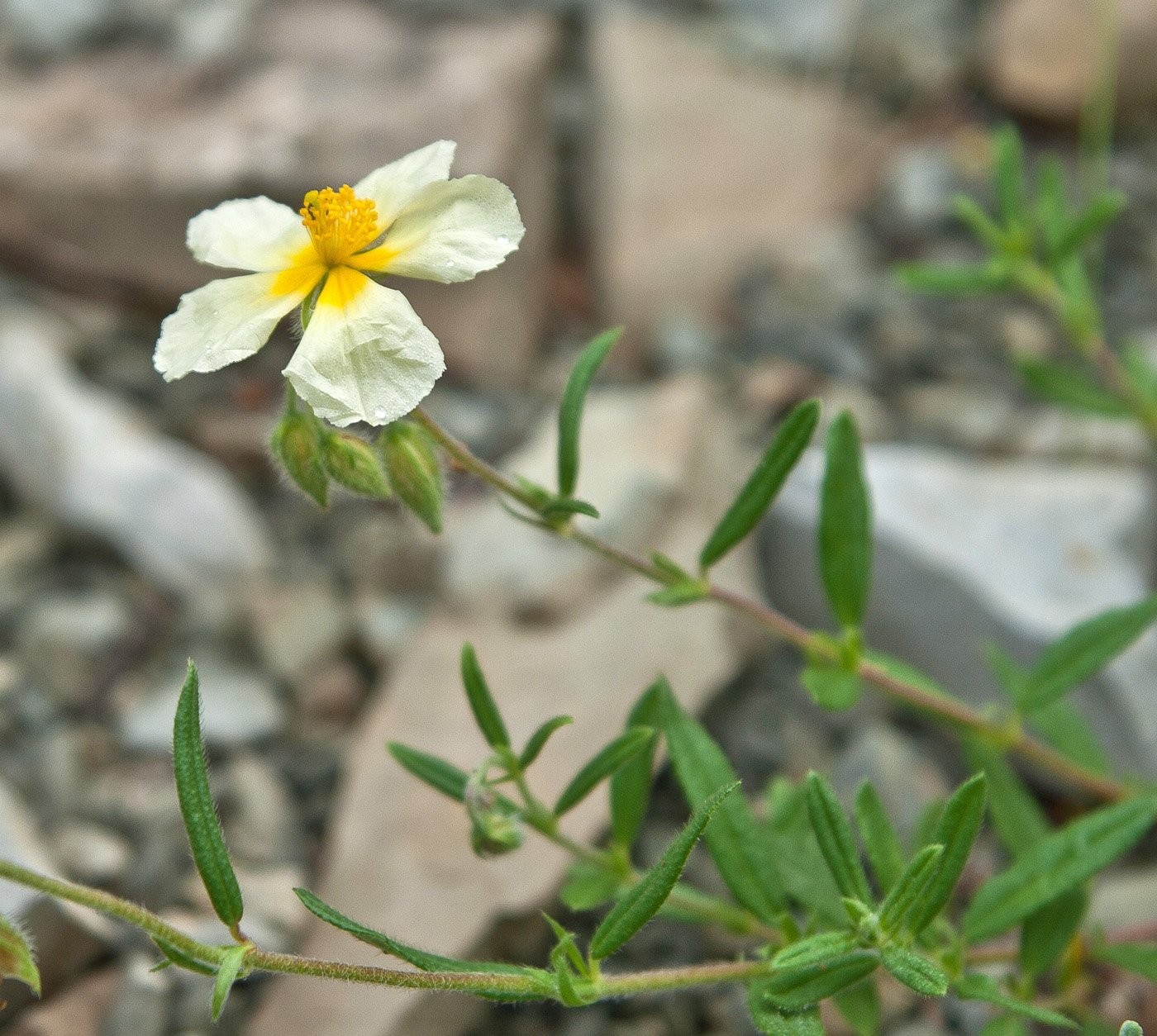 Изображение особи род Helianthemum.