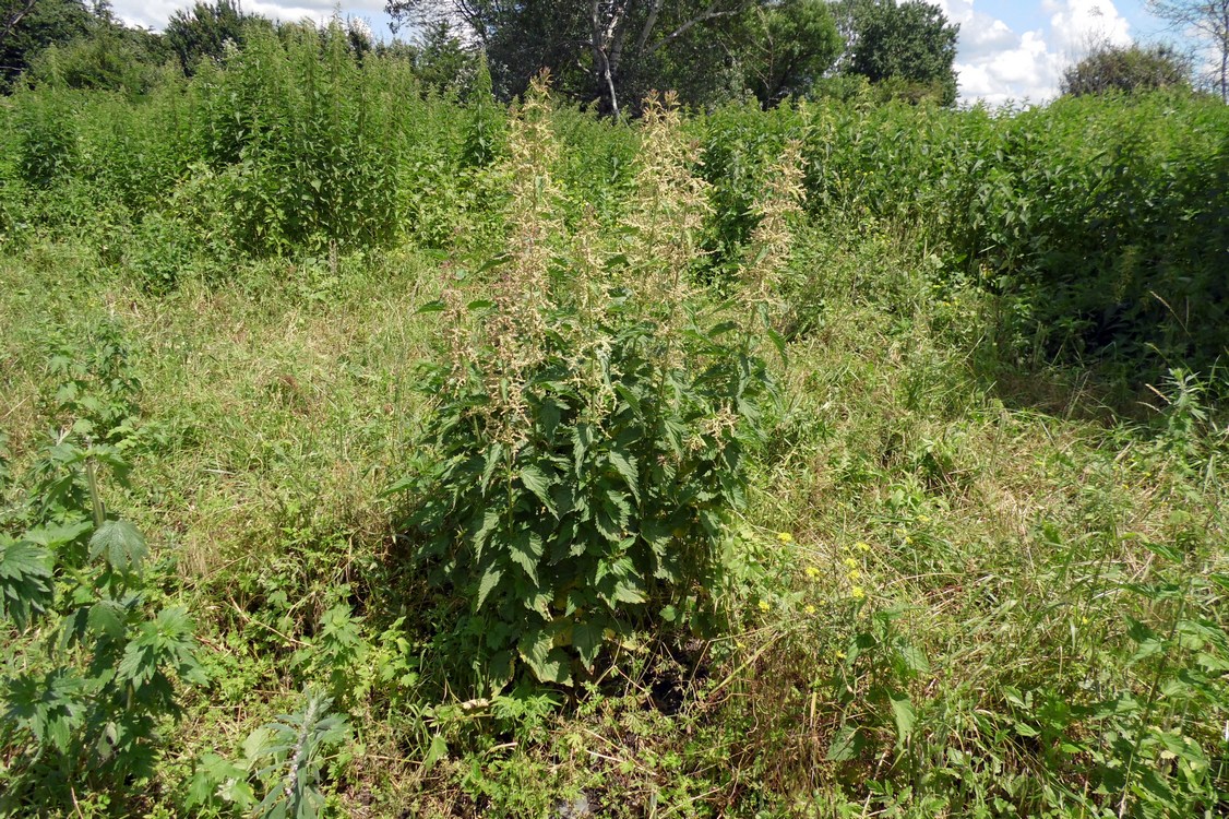 Изображение особи Urtica dioica.