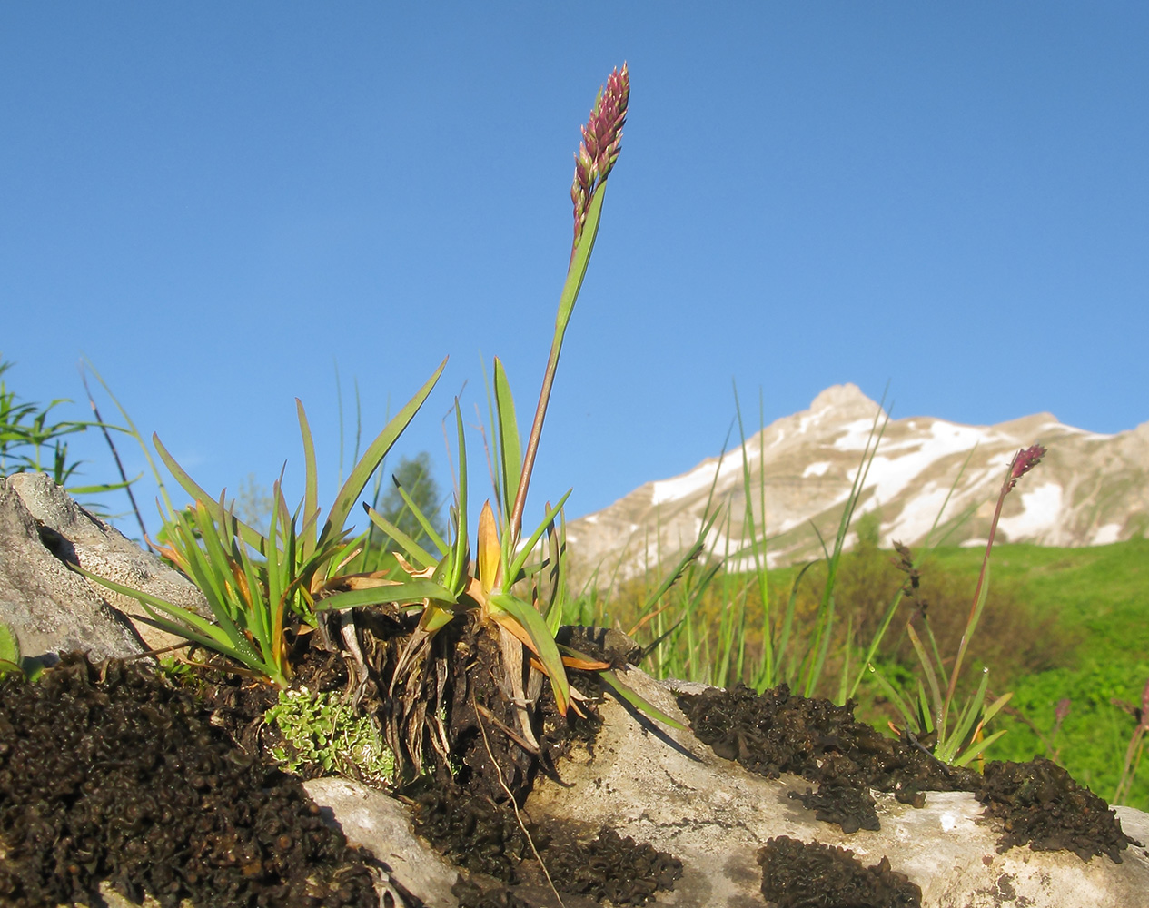 Image of Poa alpina specimen.