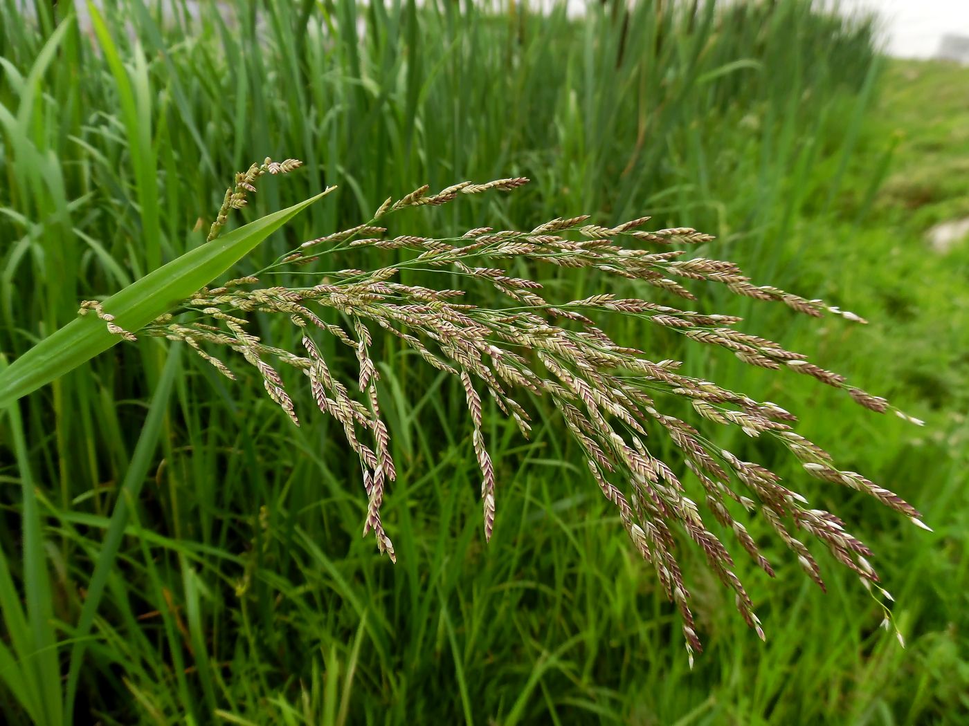 Image of Glyceria maxima specimen.