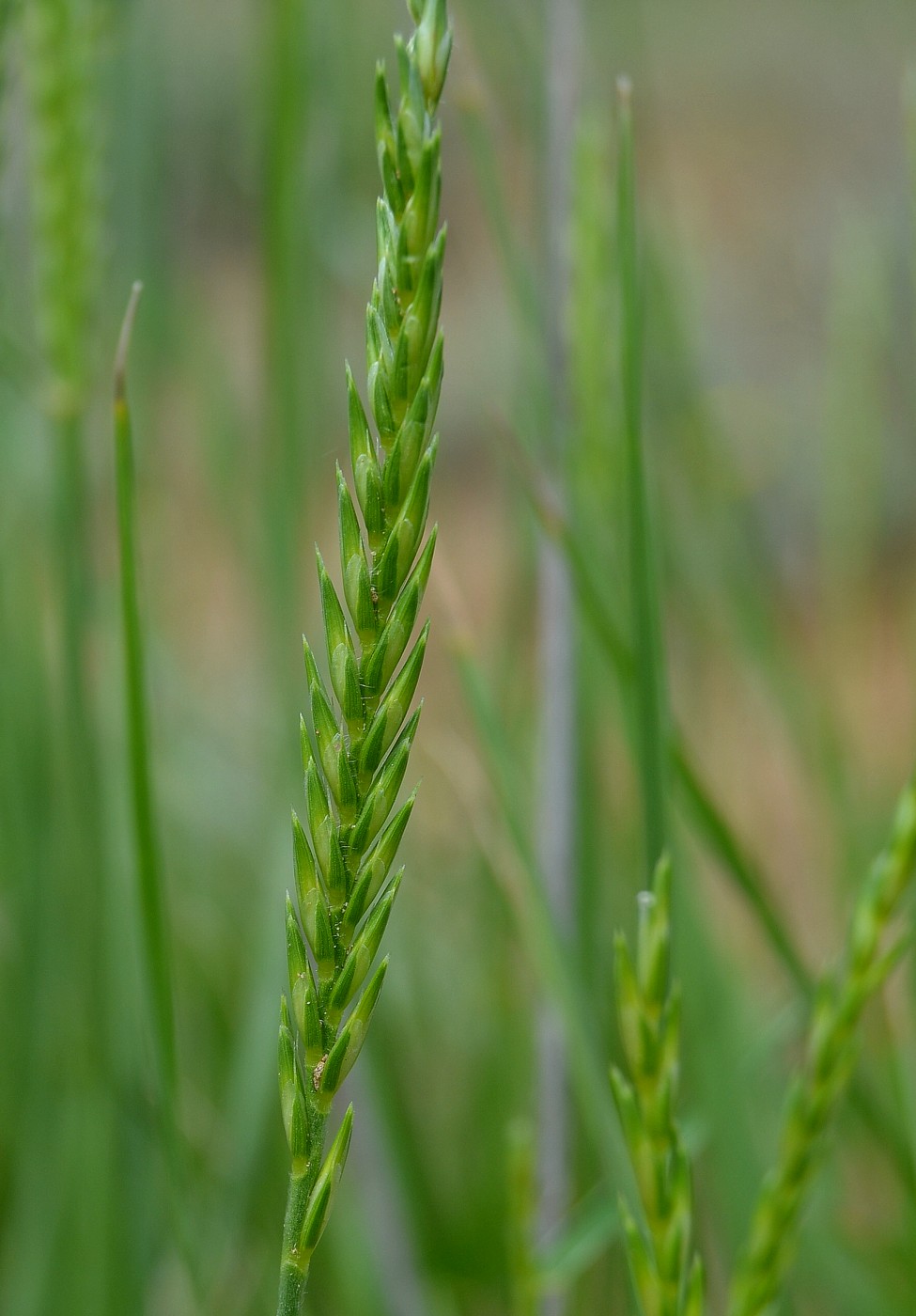 Image of Psathyrostachys juncea specimen.