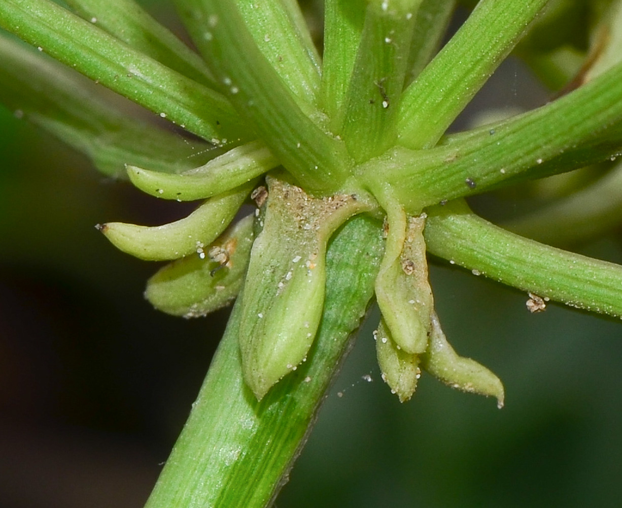 Image of Crithmum maritimum specimen.