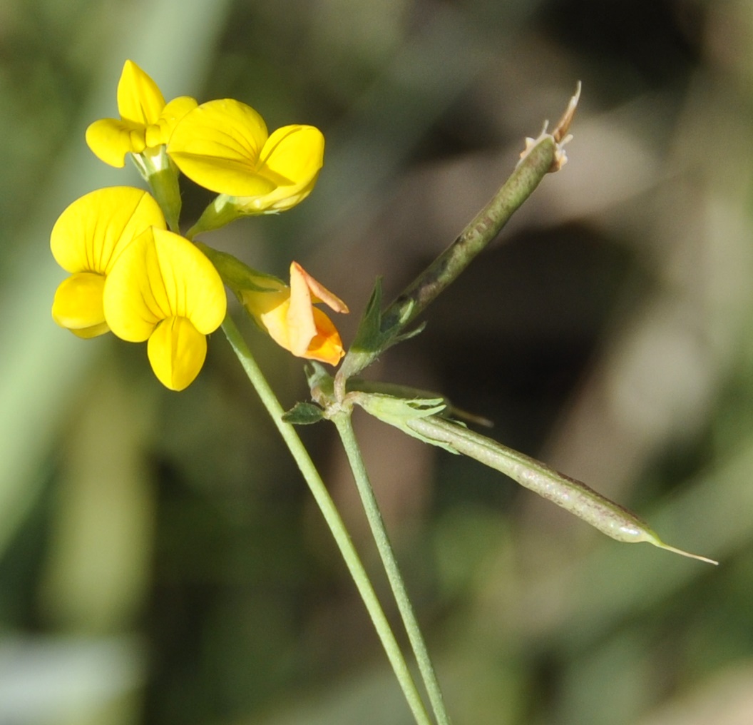 Image of genus Lotus specimen.