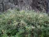 Salix glauca. Крона плодоносящего растения. Кольский п-ов, Восточный Мурман, Дальние Зеленцы, южный берег губы Дальнезеленецкая, под скалой. 18.08.2016.