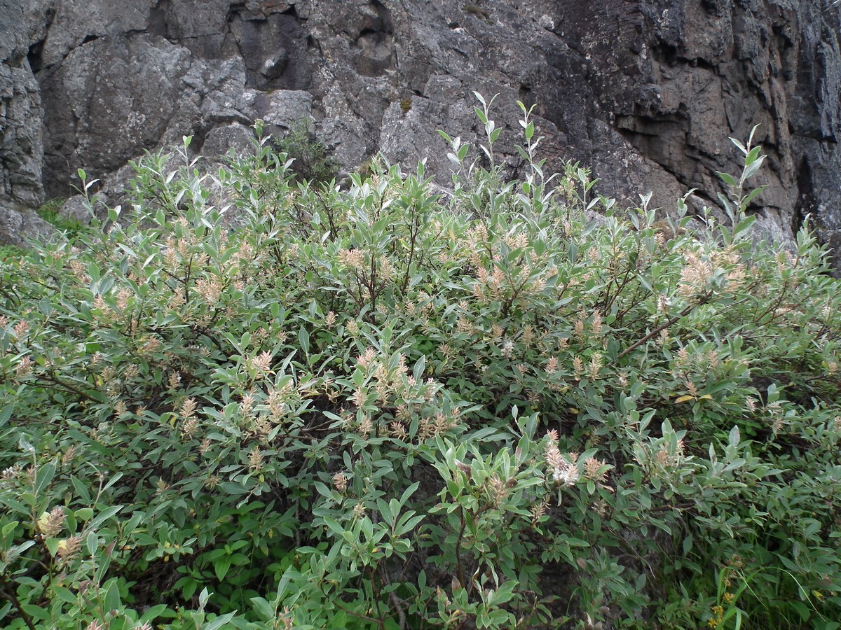 Изображение особи Salix glauca.