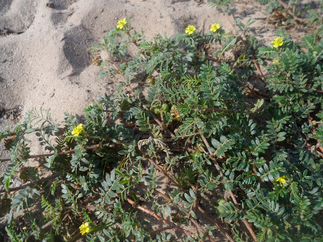 Изображение особи Tribulus terrestris.