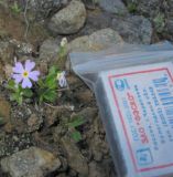 Primula bukukunica