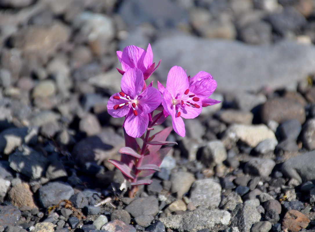 Image of Chamaenerion latifolium specimen.