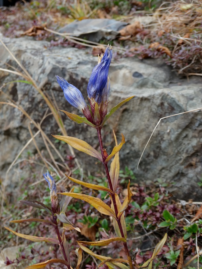 Изображение особи Gentiana triflora.