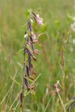 Epipactis palustris. Отцветающее соцветие с цветками и завязями. Ленинградская обл., Гатчинский р-н, окр. пос. Пудость, травяное болото в старом травертиновом карьере. 10.07.2016.