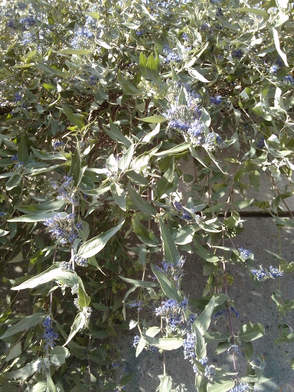 Изображение особи Caryopteris &times; clandonensis.