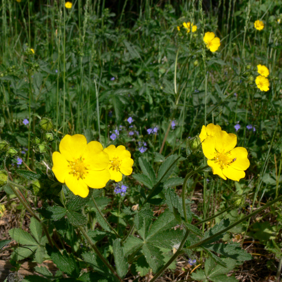 Image of Potentilla goldbachii specimen.