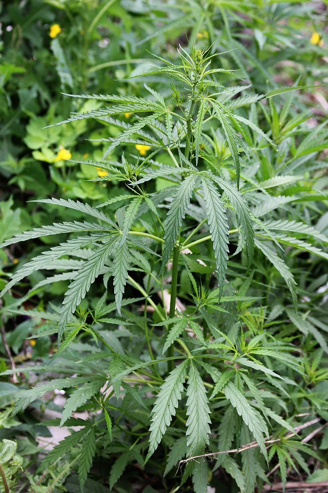 Image of Cannabis sativa var. spontanea specimen.