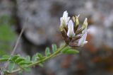 Astragalus