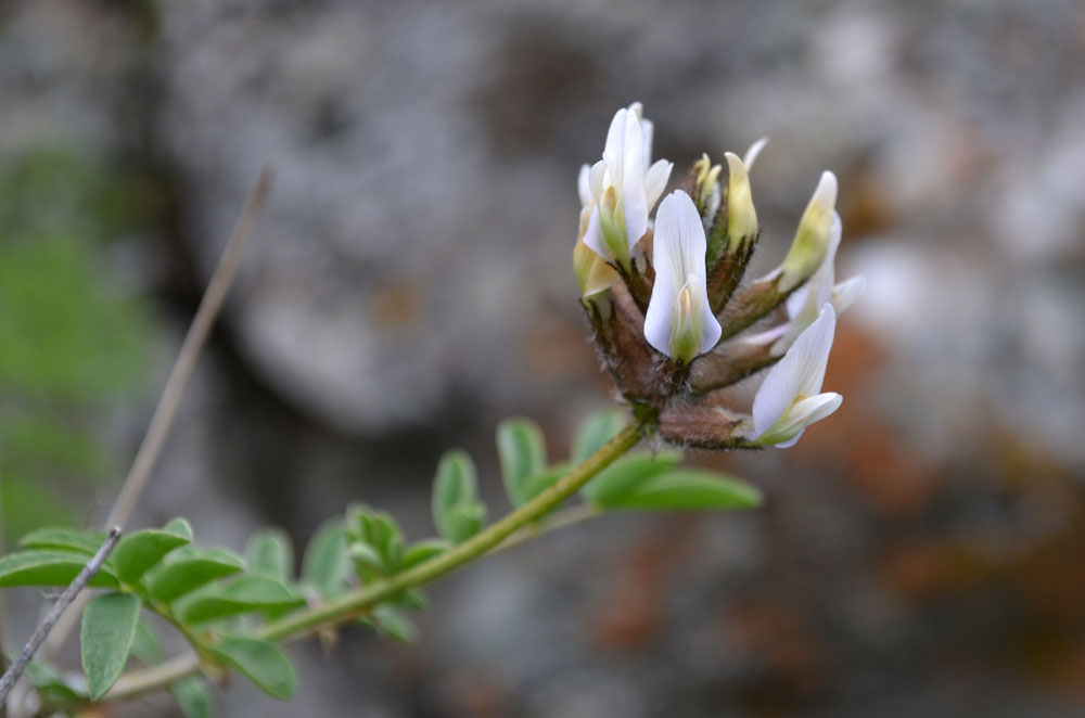 Изображение особи род Astragalus.