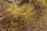 Myriophyllum verticillatum