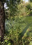 Lythrum salicaria. Цветущее и плодоносящее растение. Украина, г. Запорожье, возле Гребного канала, берег небольшого озера. 17.08.2016.