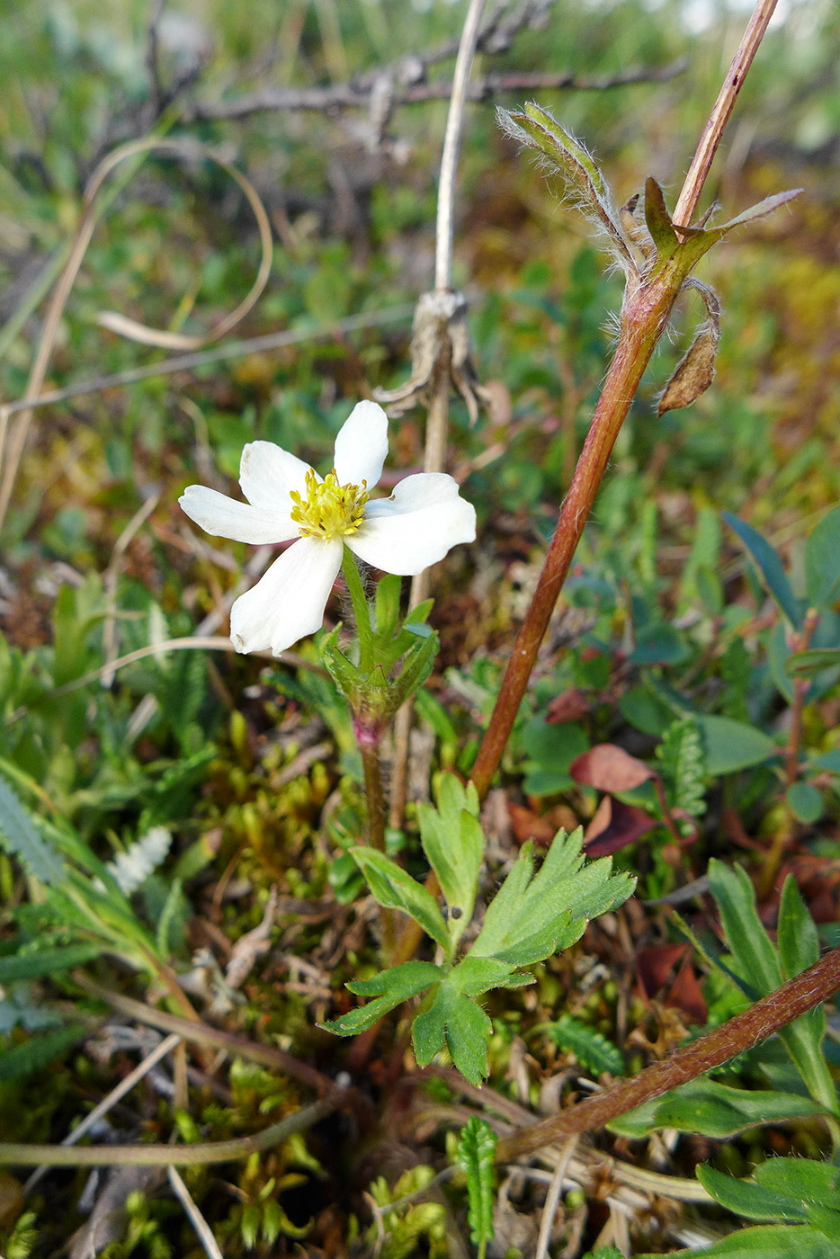 Изображение особи Anemonastrum sibiricum.