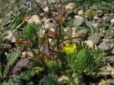 Saxifraga tridactylites. Цветущие растения (на переднем плане справа - Ceratocephala). Крым, Балаклава, приморские склоны. 26 марта 2010 г.