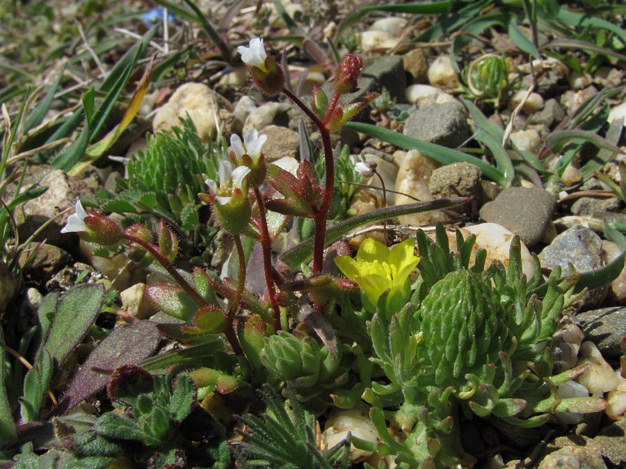 Image of Saxifraga tridactylites specimen.