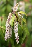 Pieris japonica