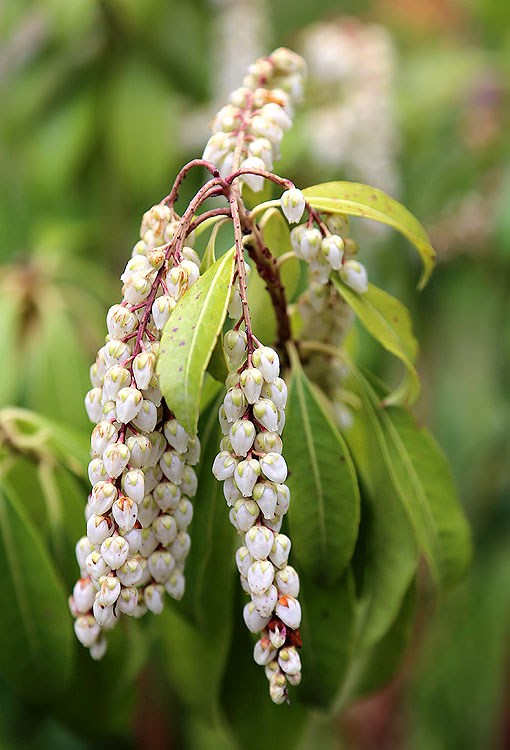 Image of Pieris japonica specimen.