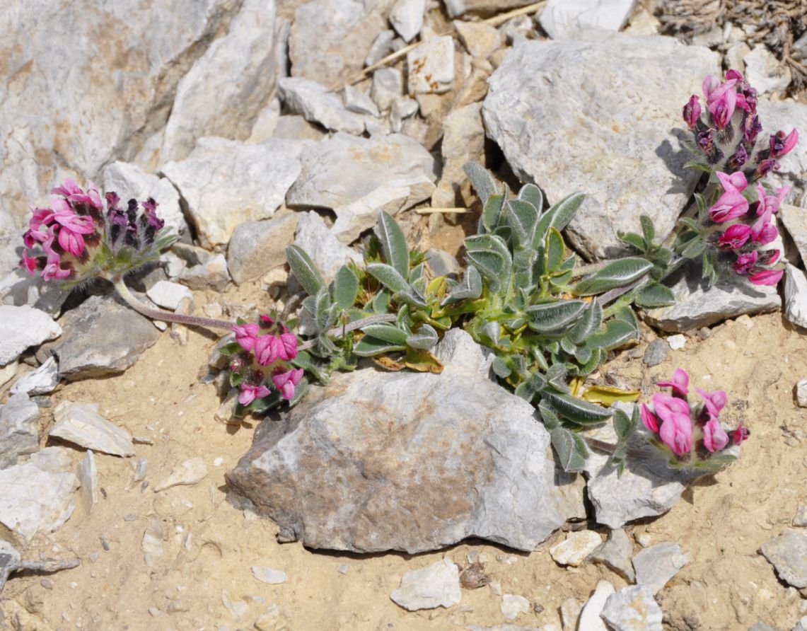 Изображение особи Anthyllis vulneraria ssp. pulchella.