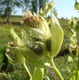 Cirsium oleraceum. Верхушка побега с соцветиями. Ульяновская обл., Инзенский р-н, окр. с. Первомайское, пойма ручья у подножия высокого облесённого склона, травяное болото. 5 августа 2016 г.