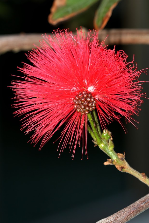 Image of Calliandra haematocephala specimen.