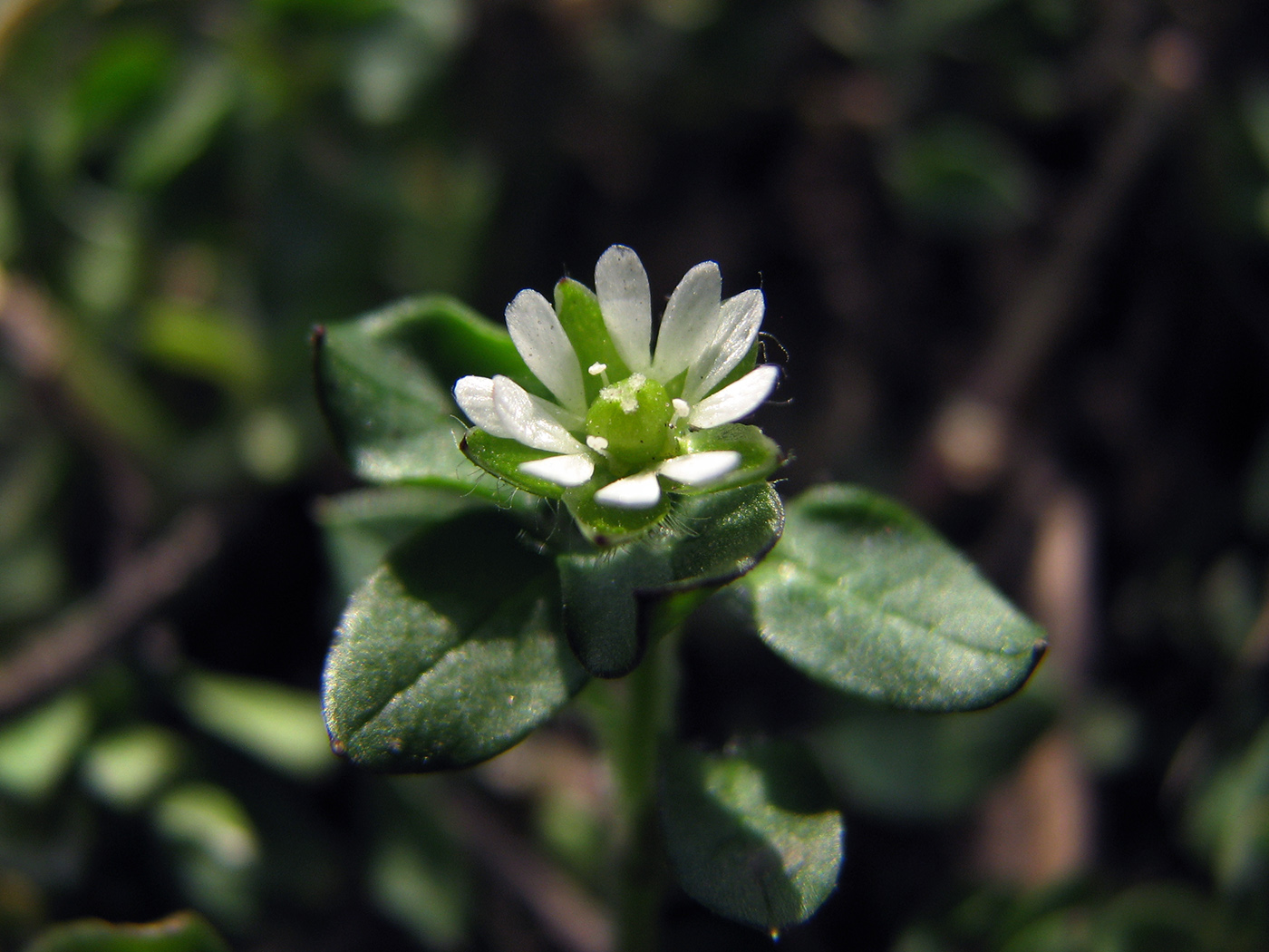 Image of Stellaria media specimen.