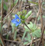 Veronica triphyllos