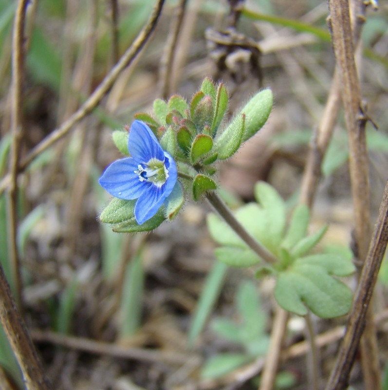 Image of Veronica triphyllos specimen.