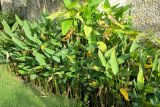 Thalia dealbata