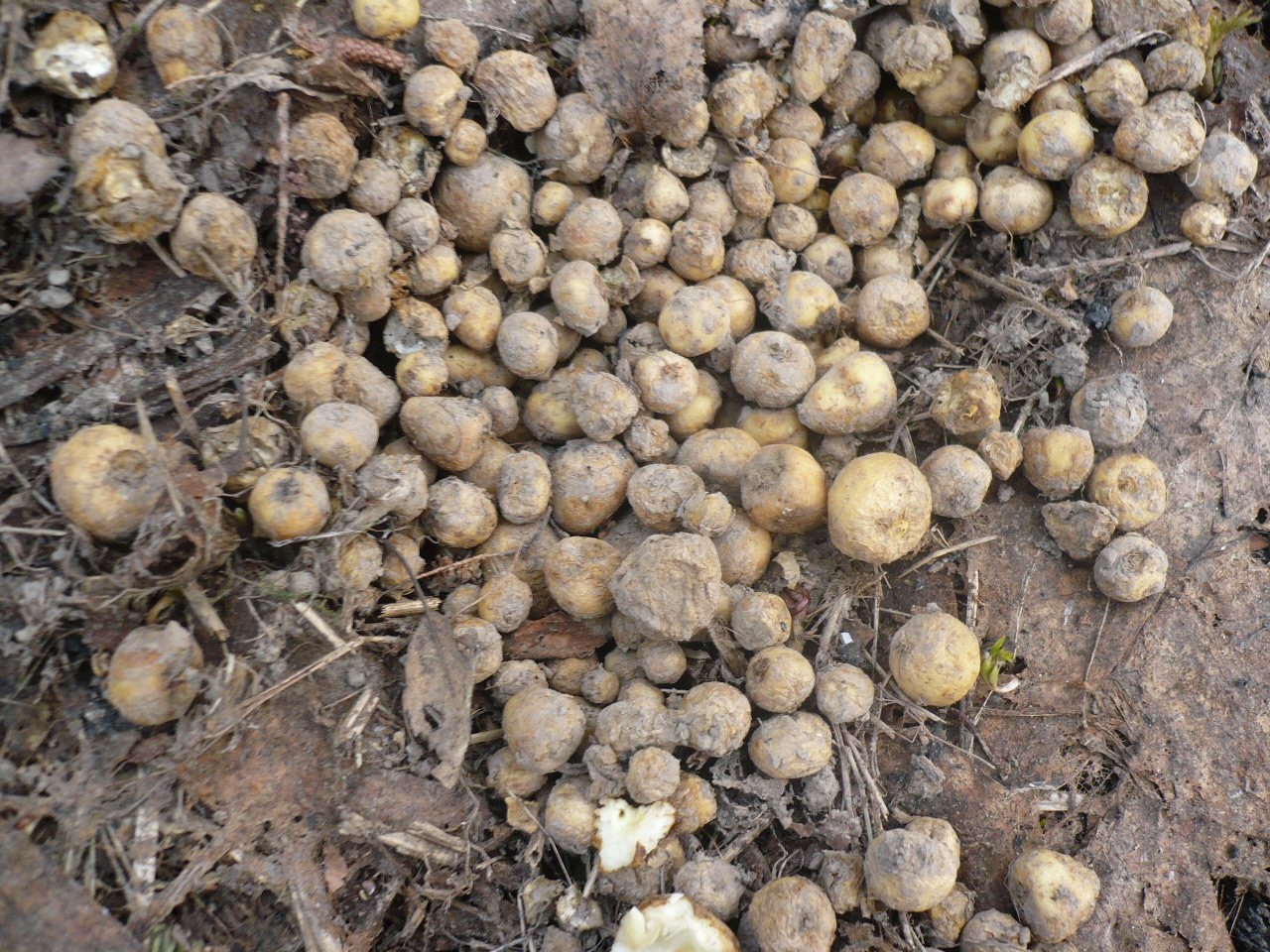 Image of genus Corydalis specimen.