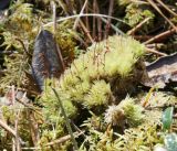 Leucobryum glaucum