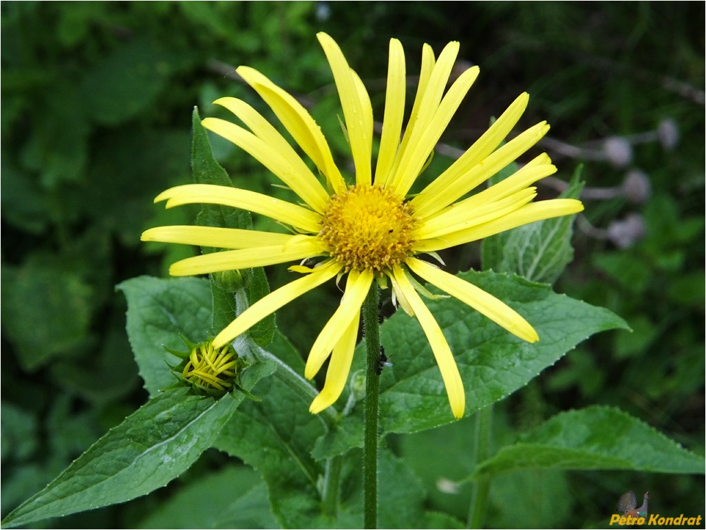 Изображение особи Doronicum austriacum.