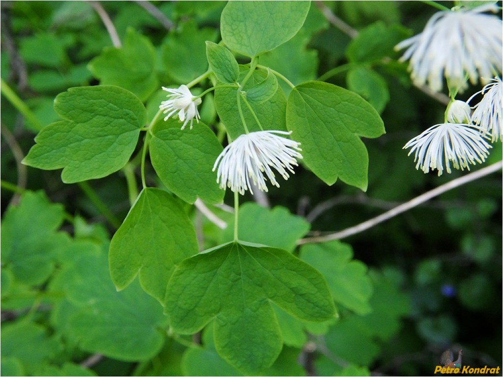 Image of Thalictrum aquilegiifolium specimen.