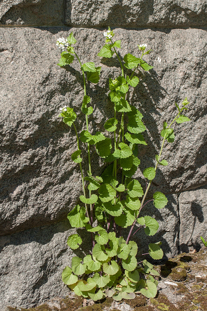 Image of Alliaria petiolata specimen.