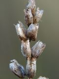 genus Rhinanthus. Сухие коробочки. Ленинградская область, Всеволожский район, окрестности посёлка Мурино, железнодорожная станция Девяткино. 10.10.2009.